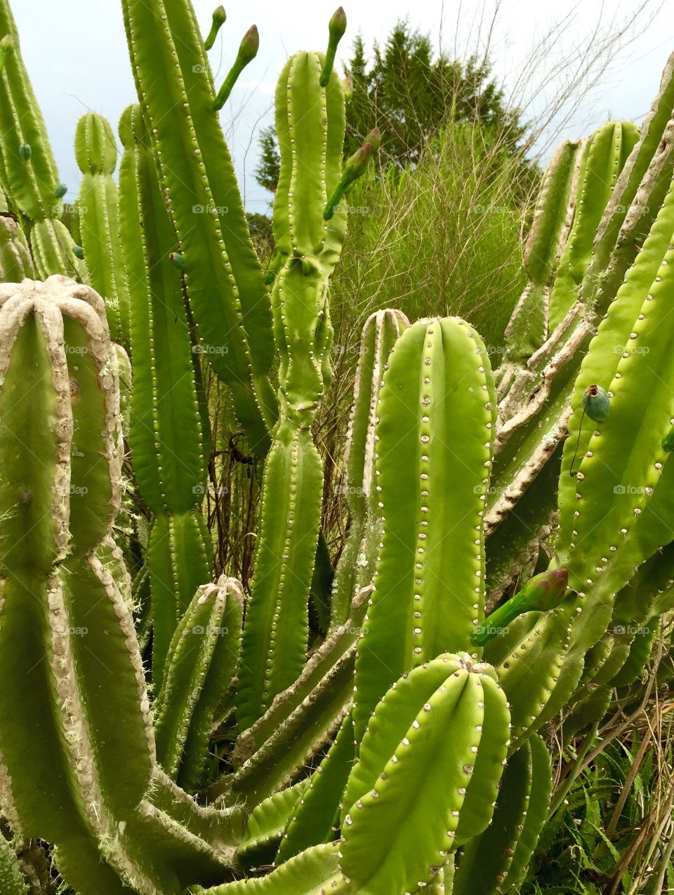 Cactus in the Yard. Cactus plant growing in the front yard. 