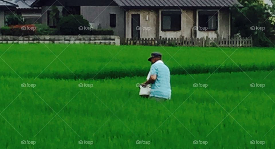Rice fields 