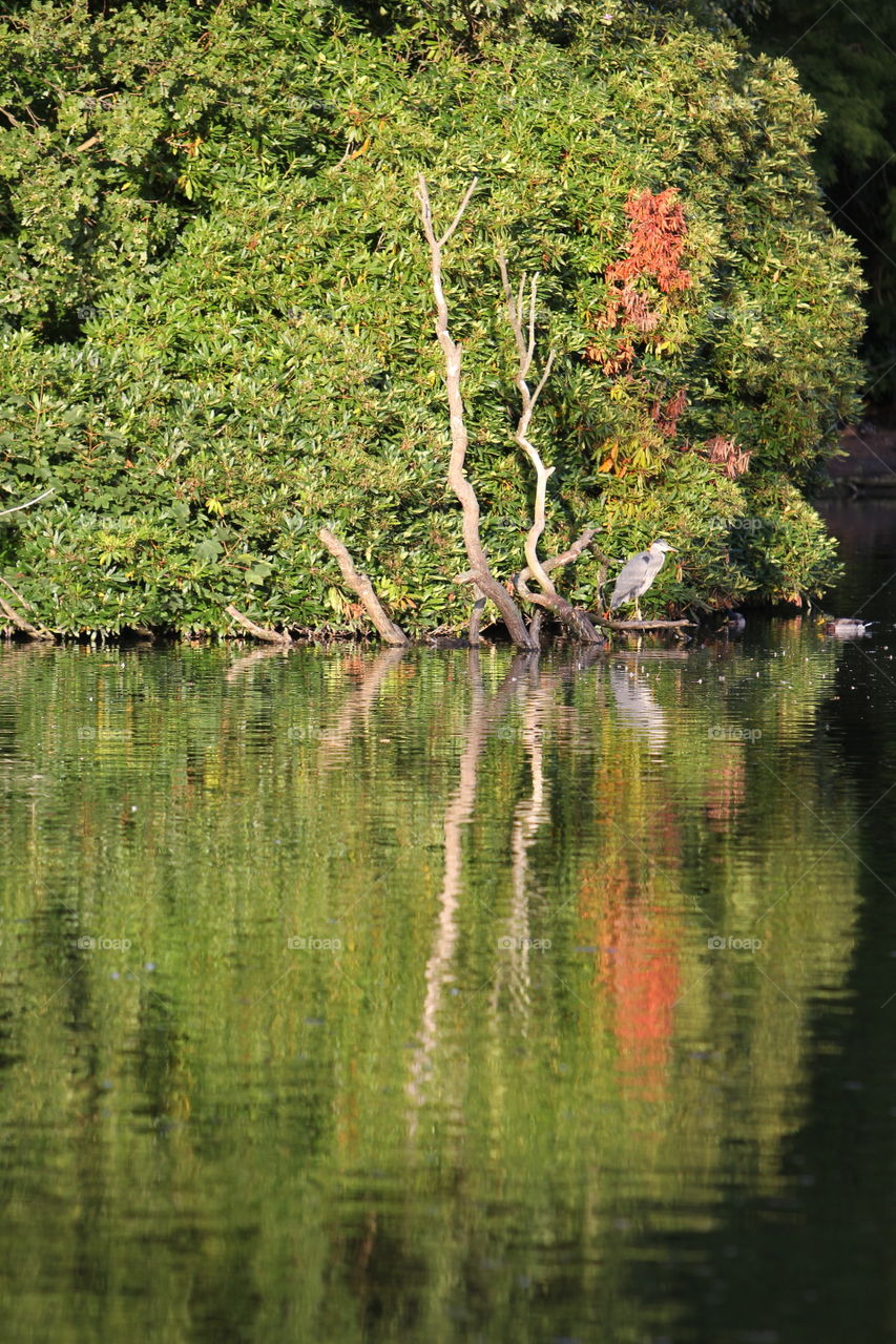 heron. heron reflection in Lake waters