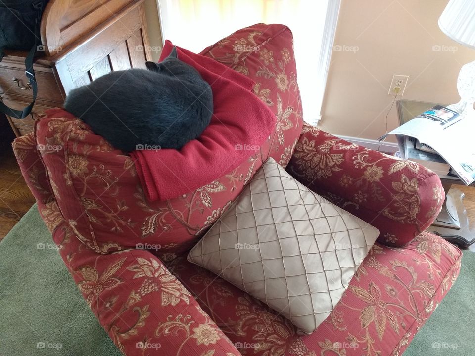 gray cat sleeping on top of a red armchair