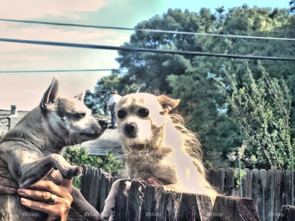 Best friends and neighbours chihuahuas greeting over the fence. Best friends and neighbours chihuahuas greeting over the fence