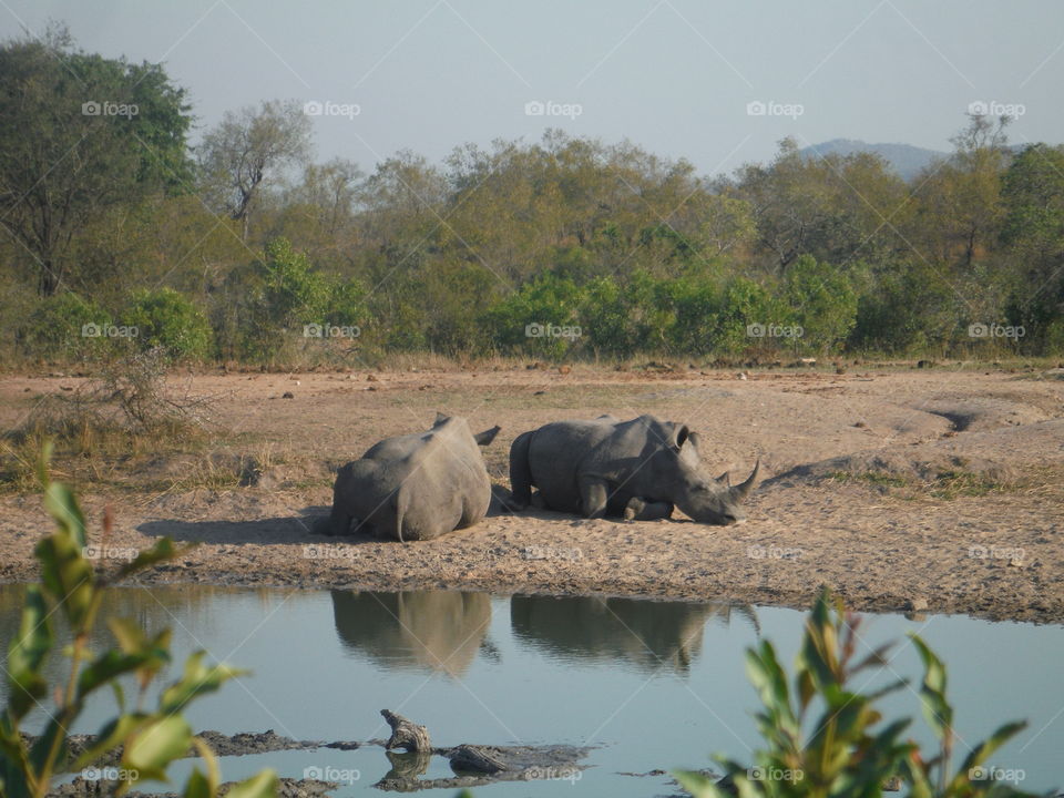 white rhinos from Kruger Park in South Africa