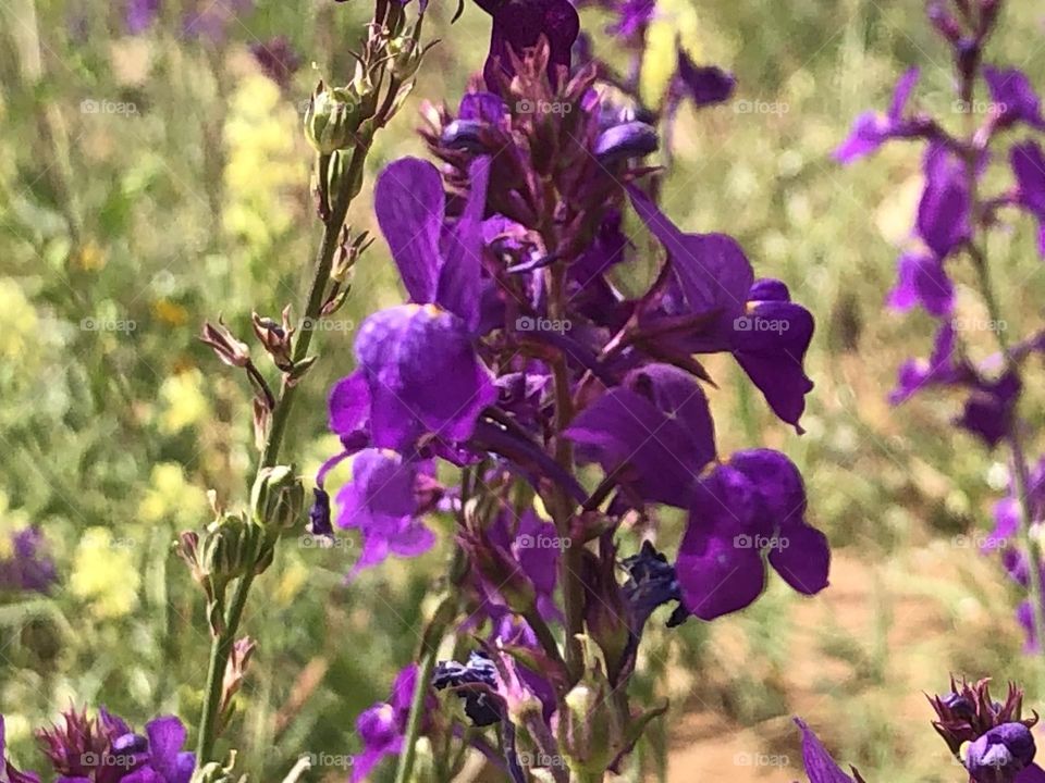 Beautiful purple flowers in the field