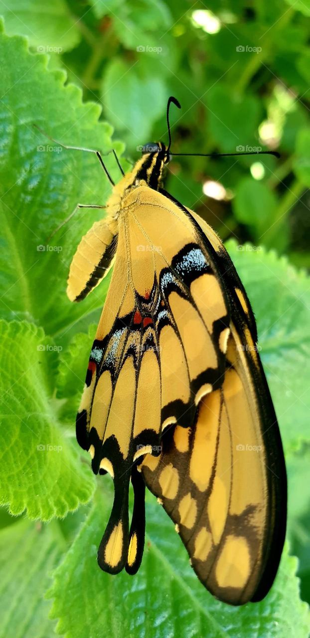 Intense yellow butterfly with patches of blue, red, black and white, posing on green leaves that give more beauty to its variety of colors