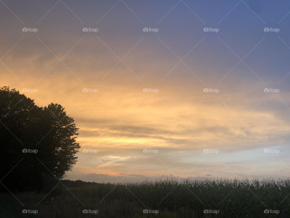 Beautiful Sunset on a Evening Night Tree and Fields Pink Sky’s