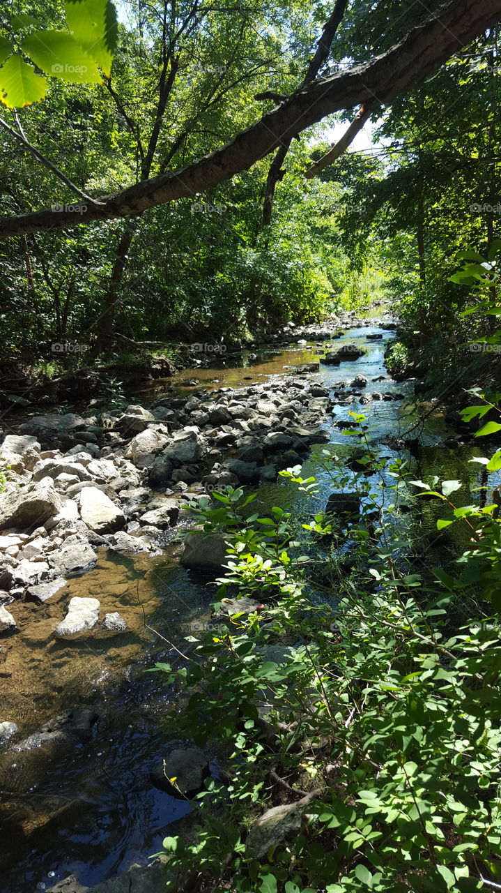 stream in the summer