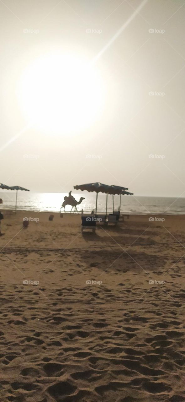 the camel in nice view