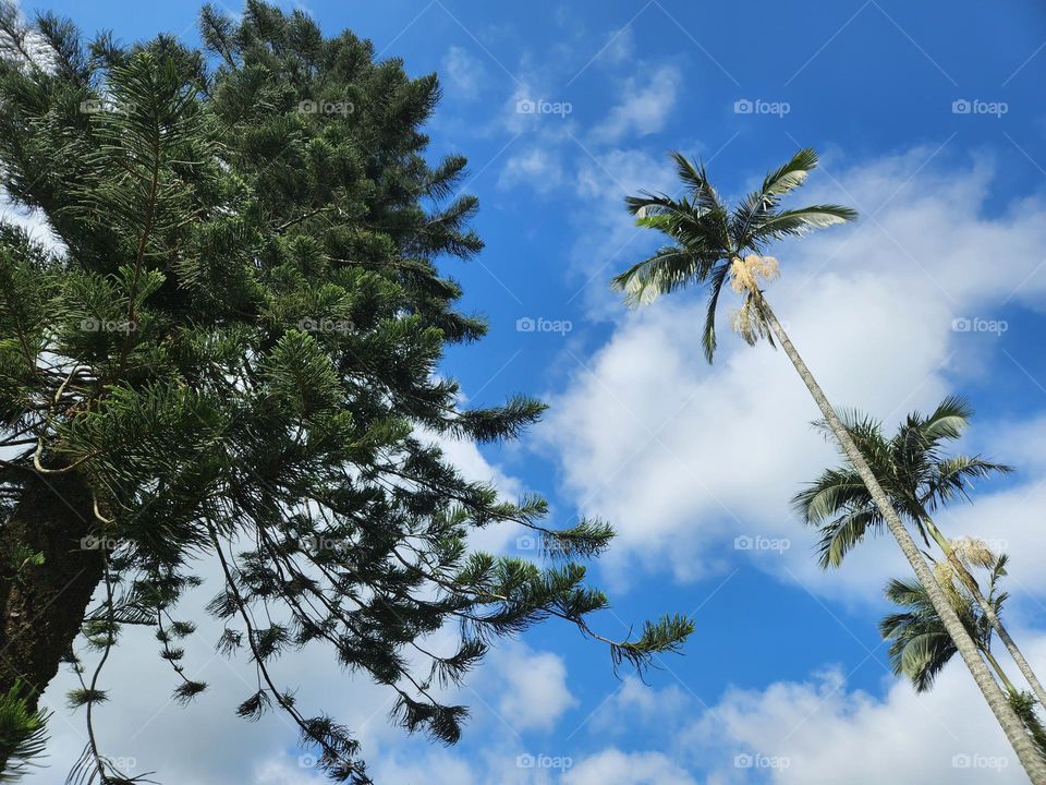 Nice sky blue with white clouds layers were perfectly matched with the tall green leave trees at Kadoorie Park in Hong Kong