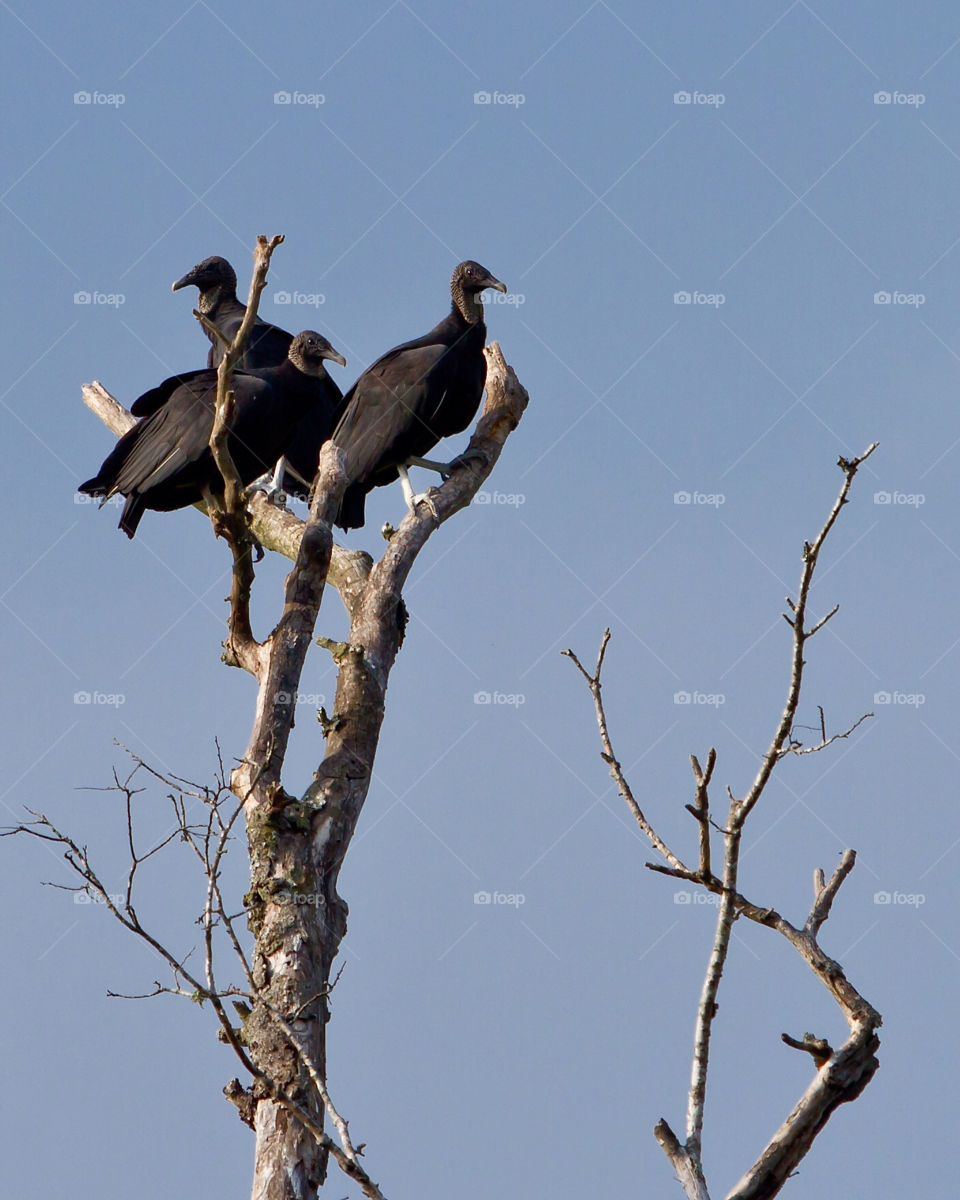 animal bird wildlife vulture by hollyau92