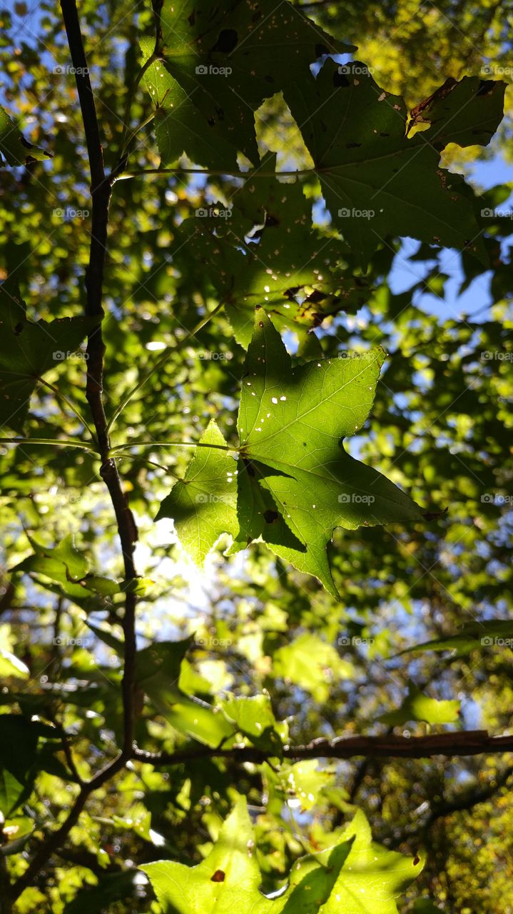 Sunny Leaf