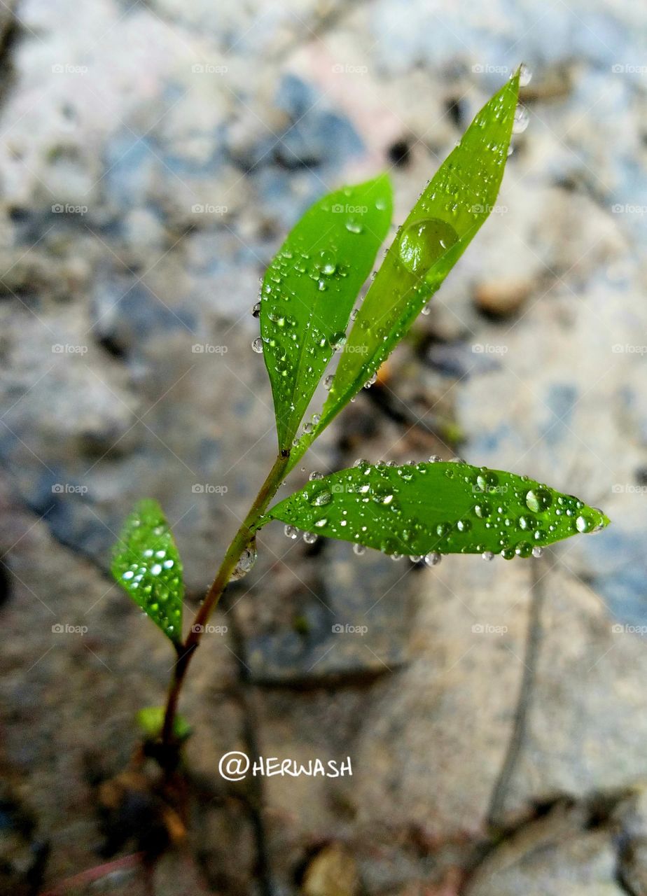 small weed growing in the dirt after the rain.