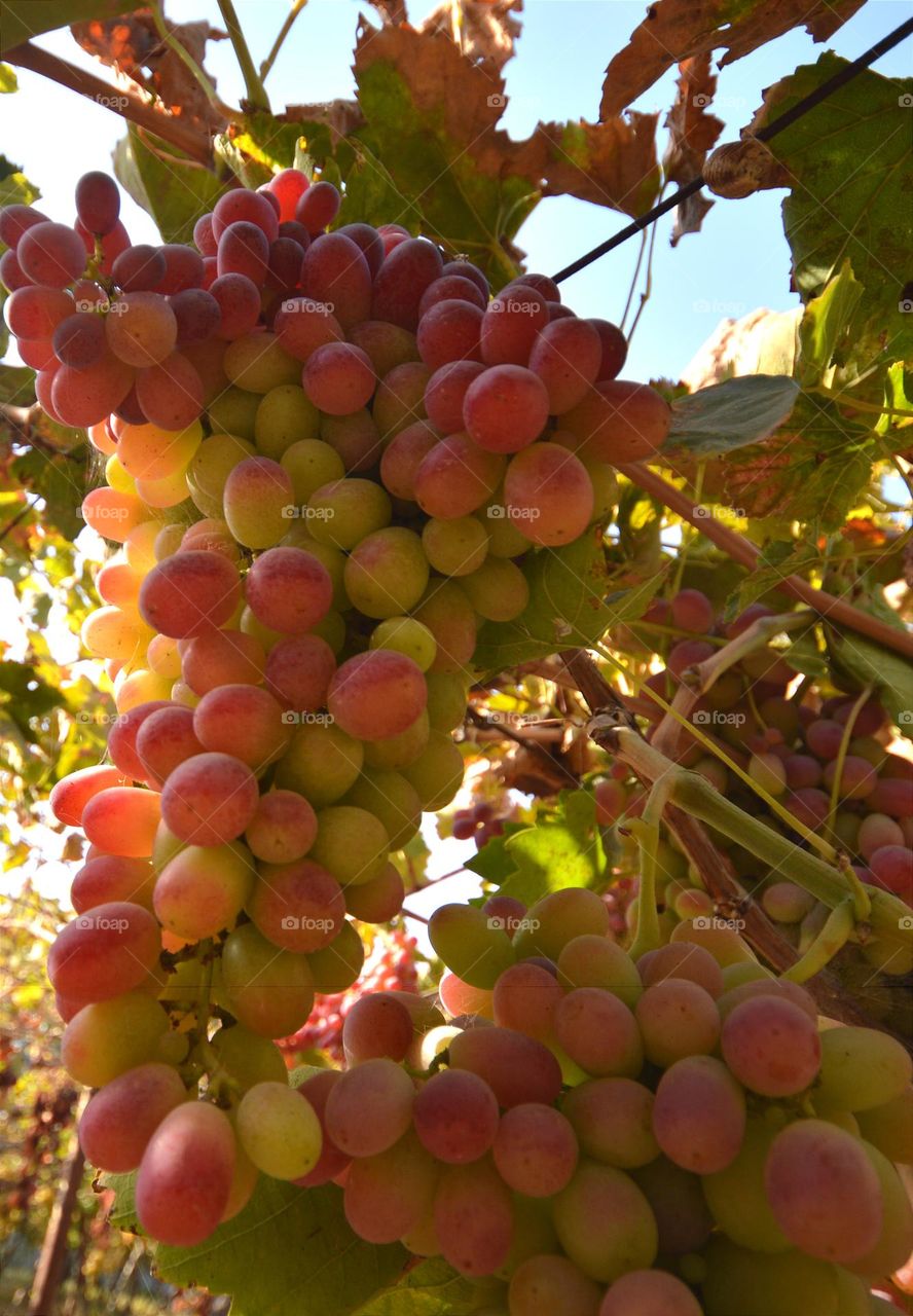 a huge bunch of grapes hanging from the vine