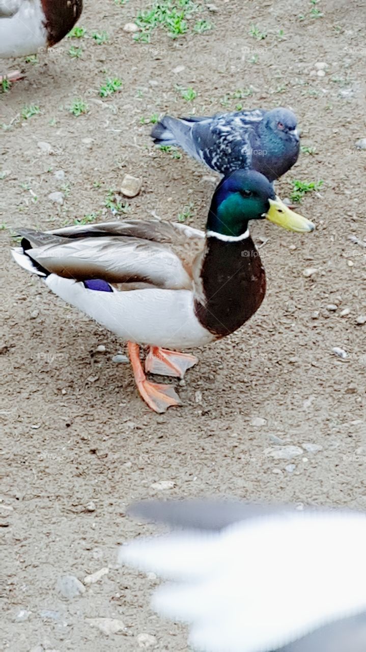 duck