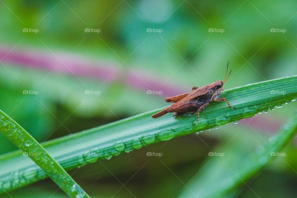 Grasshopper 