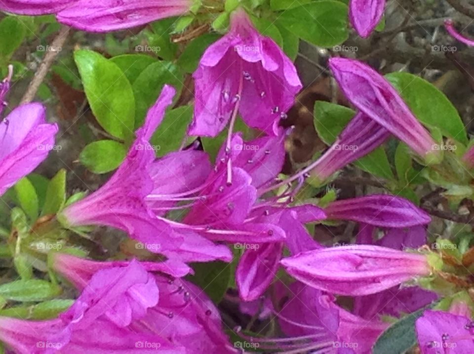 A close up photo of flowers on an Azelea bush blooming this Spring.