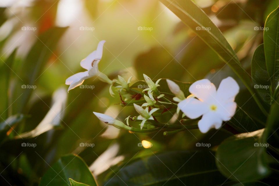 white wild flowers