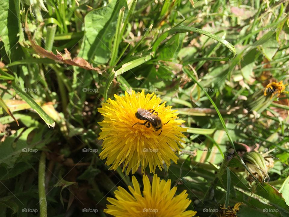 Catched at a walk today at Öland Sweden 