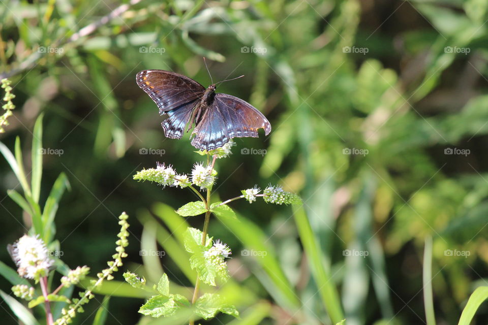 Red spotted purple butterfly pollinating the mint blooms