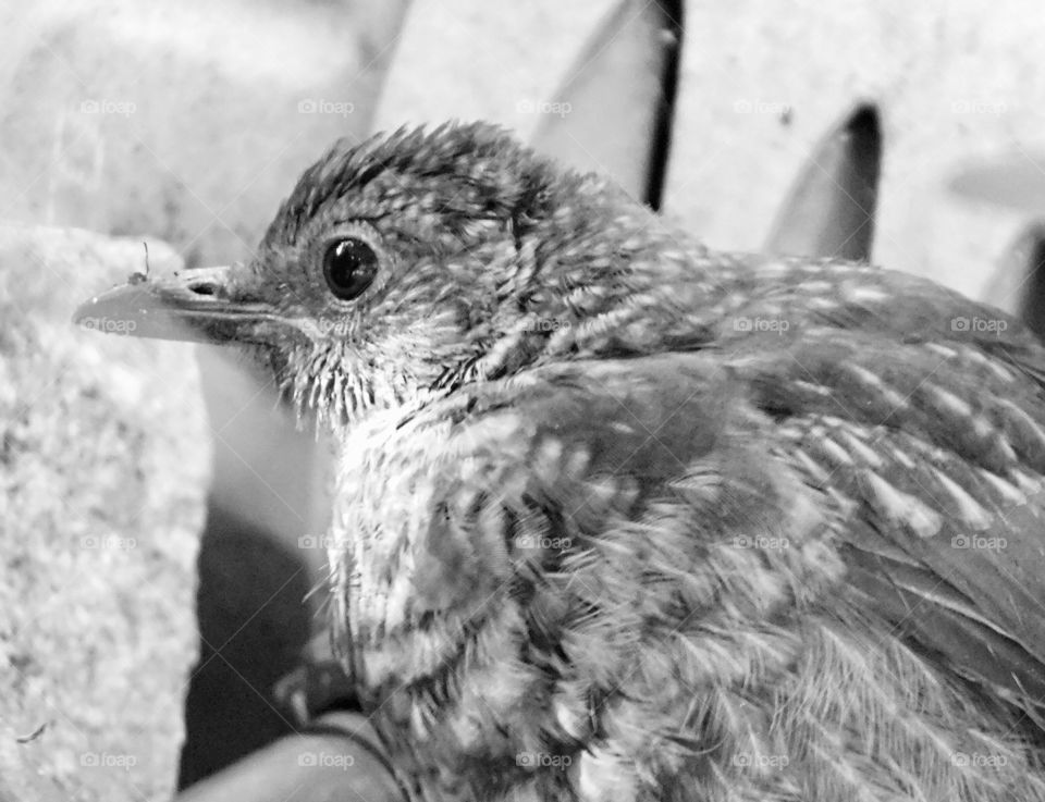 Garden visitor