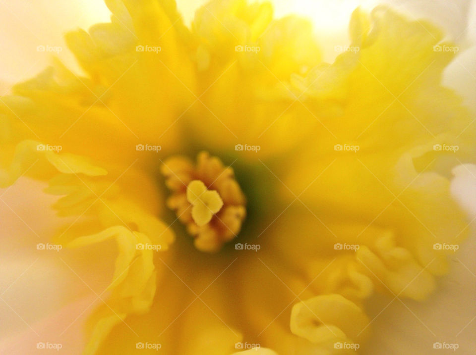 Daffodil, macro