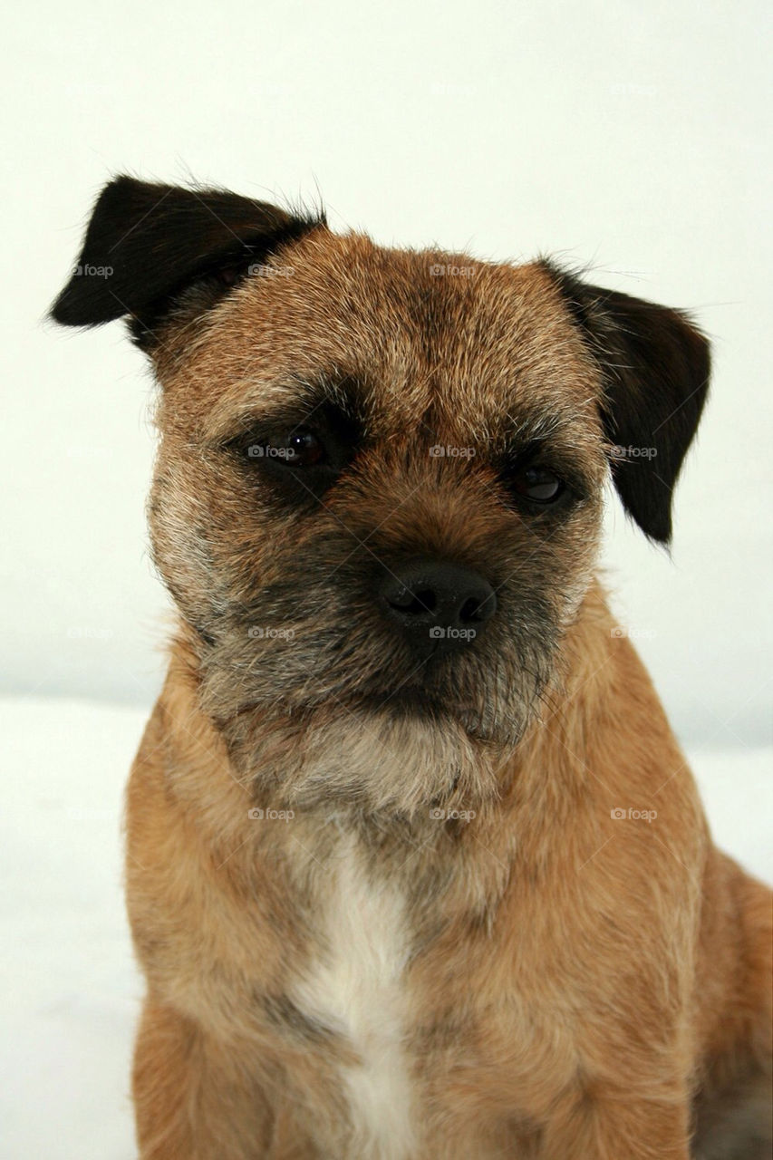 border terrier