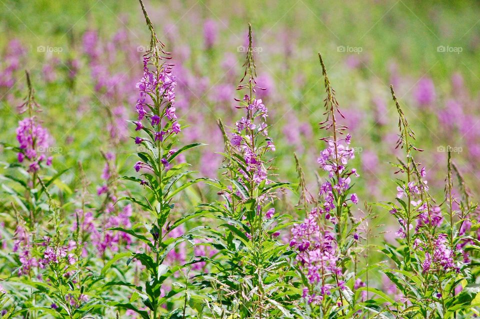 Fireweed Field