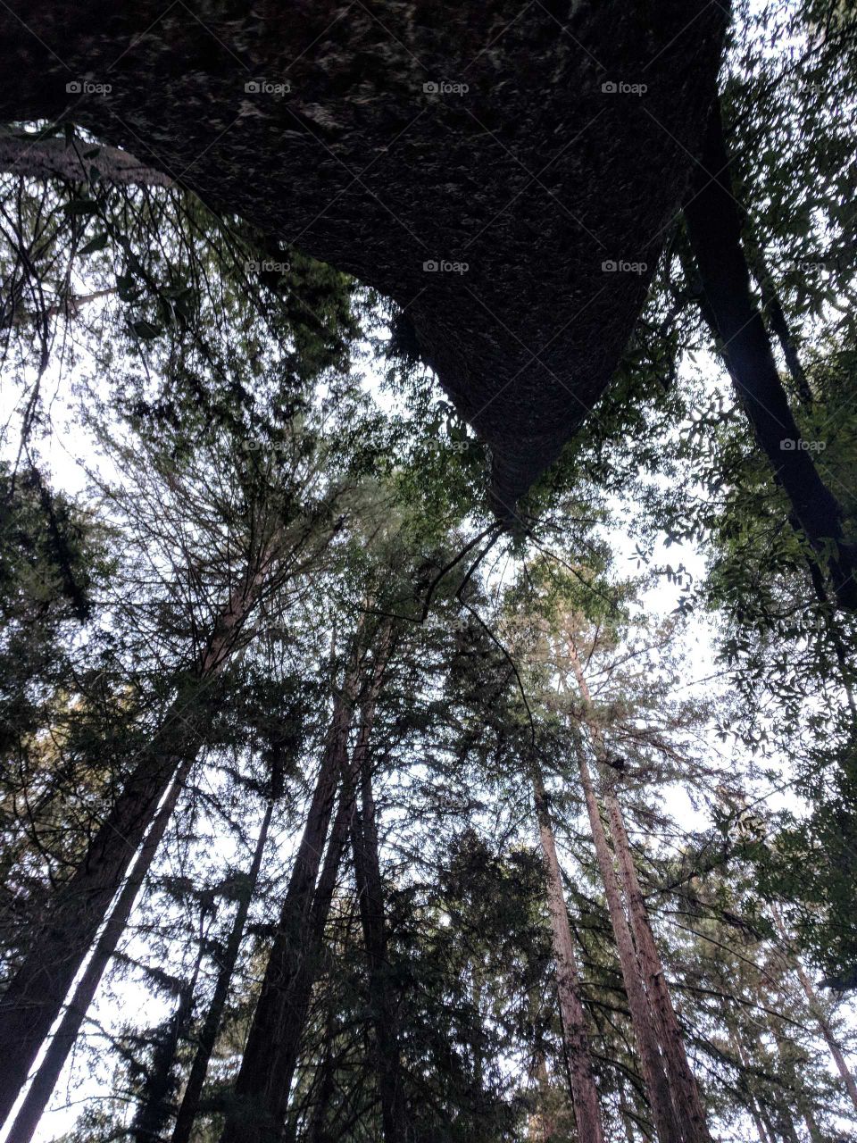 trees