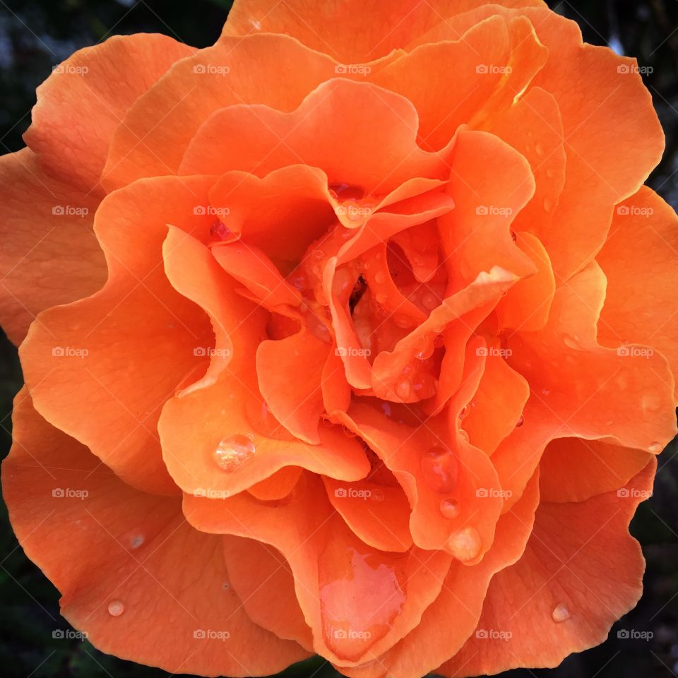 Orange rose with water drop