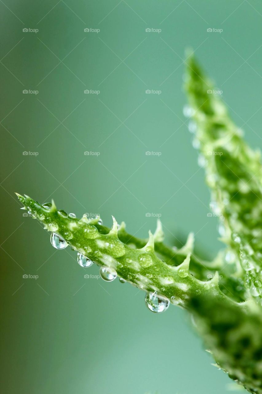 Cactus with raindrops 