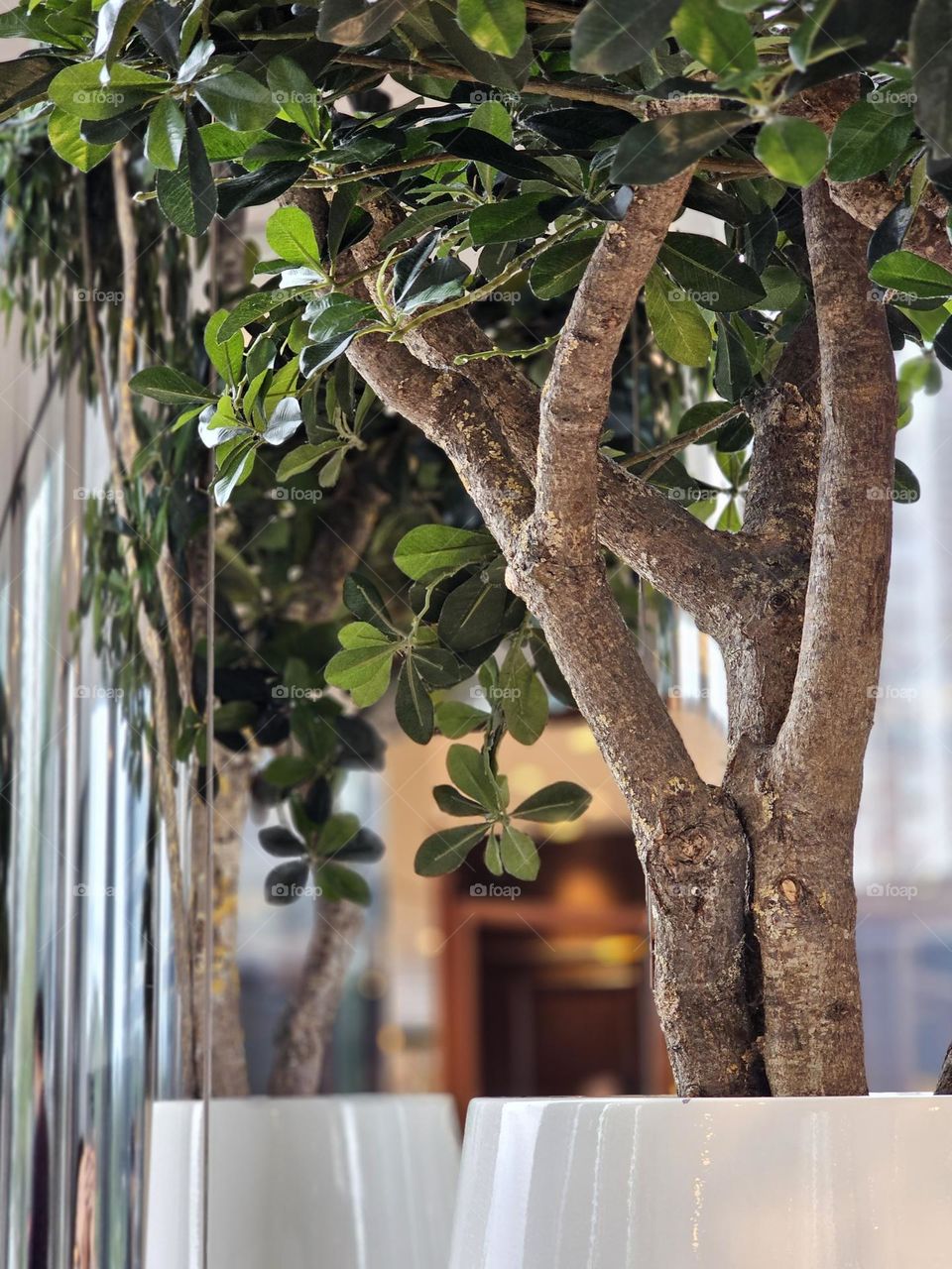 Indoor plant and reflection