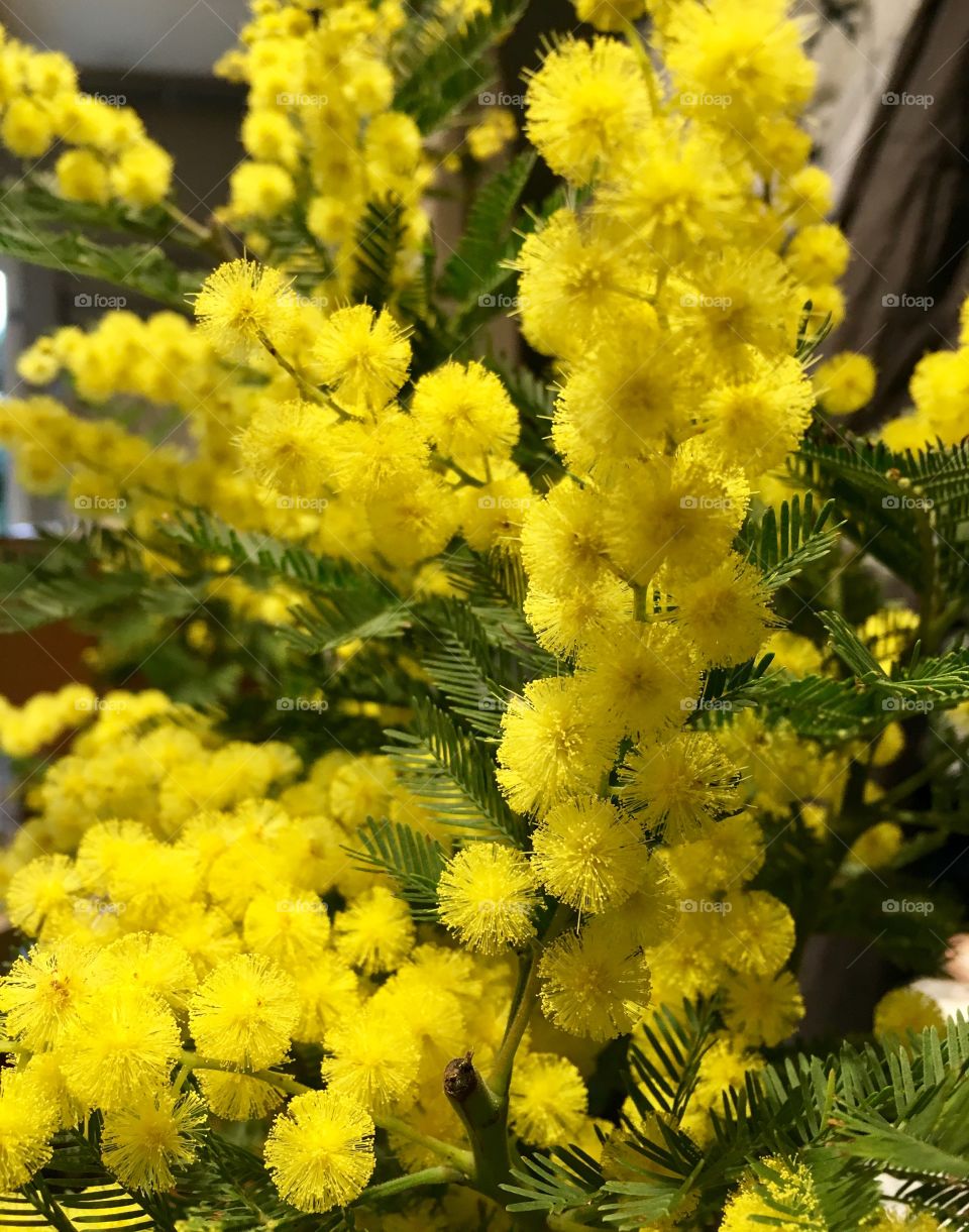 Lovely mimosa