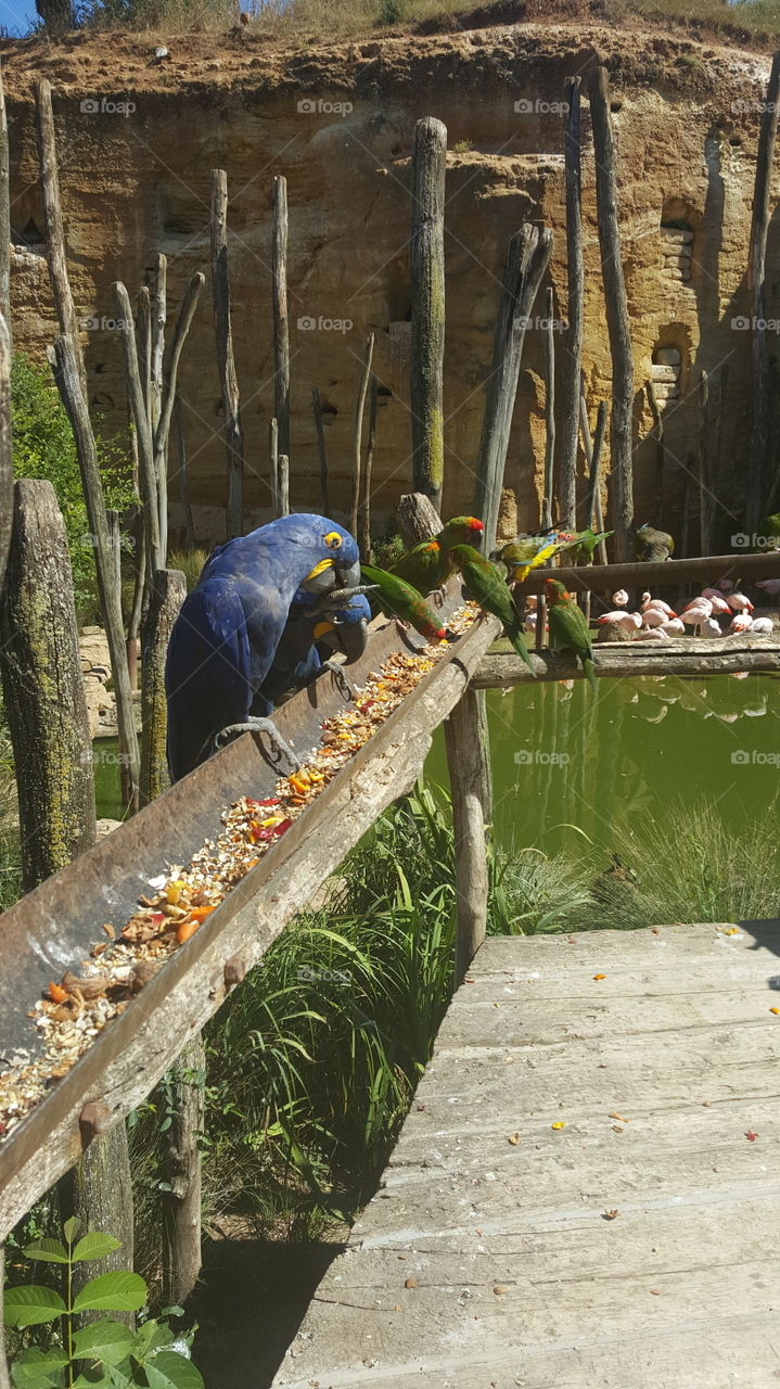 Bird, No Person, Nature, Outdoors, Water