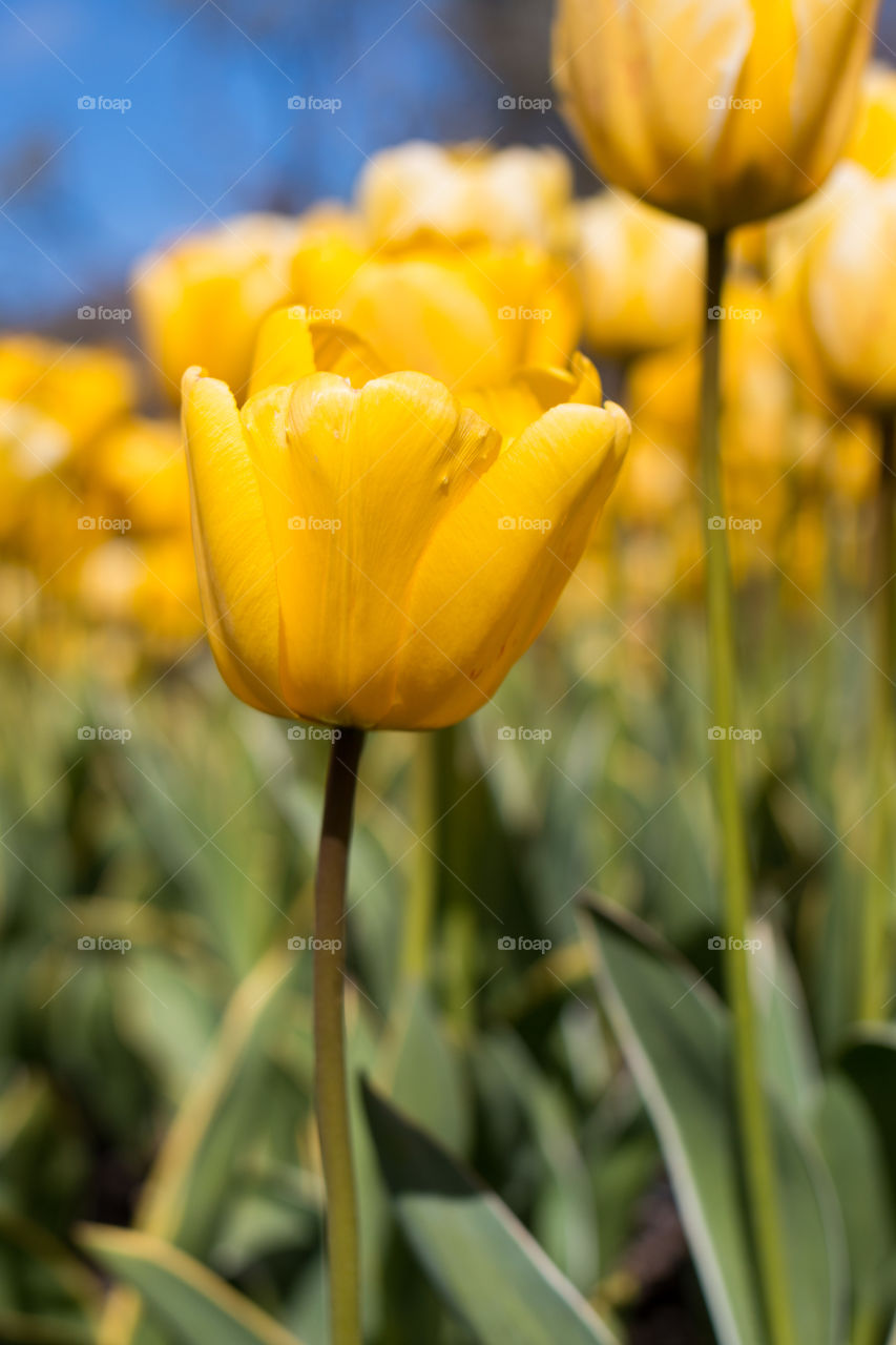 Close-up of a tulips