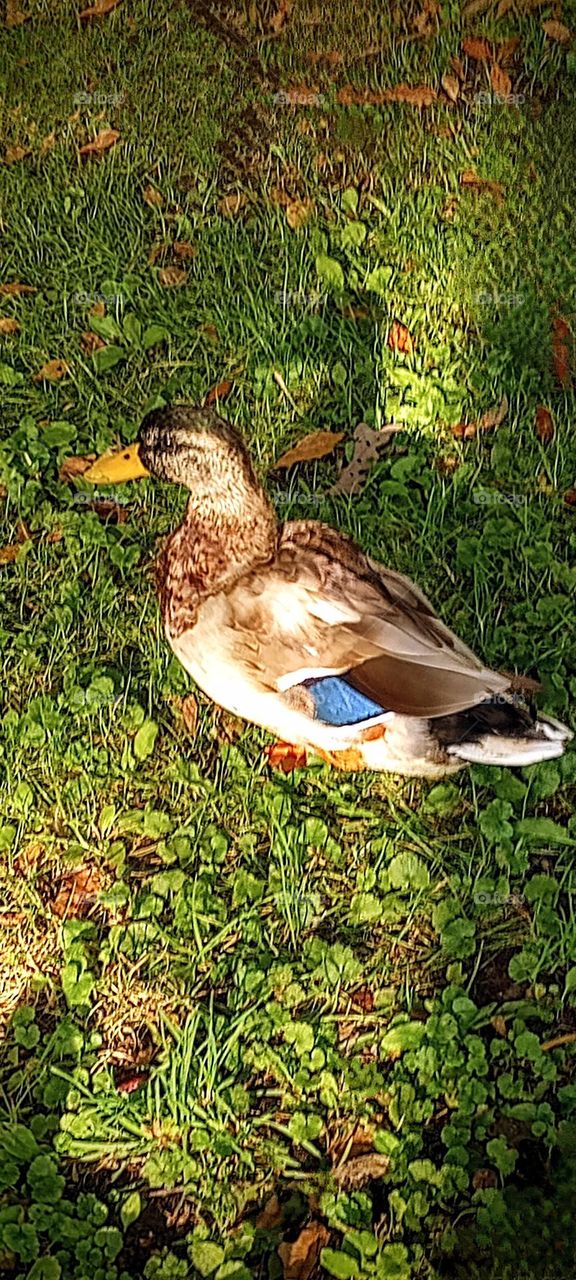 Duck and His Shadow