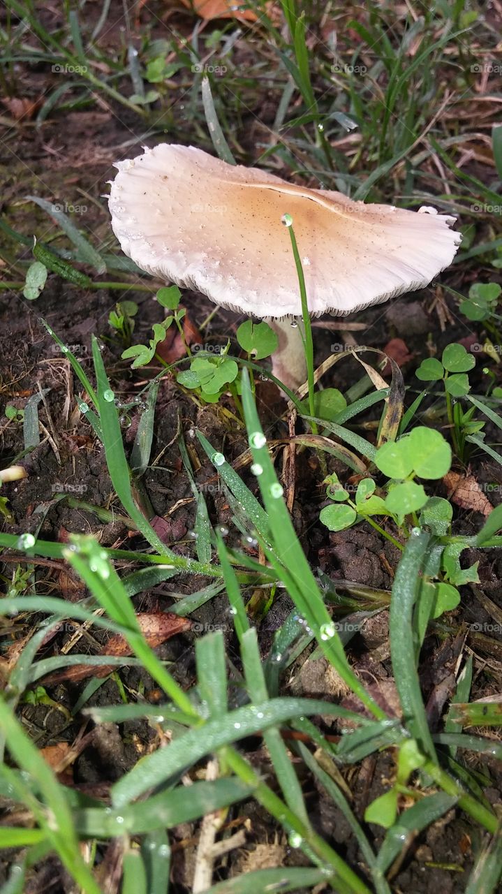 mushroom, water drops on Blades of grass