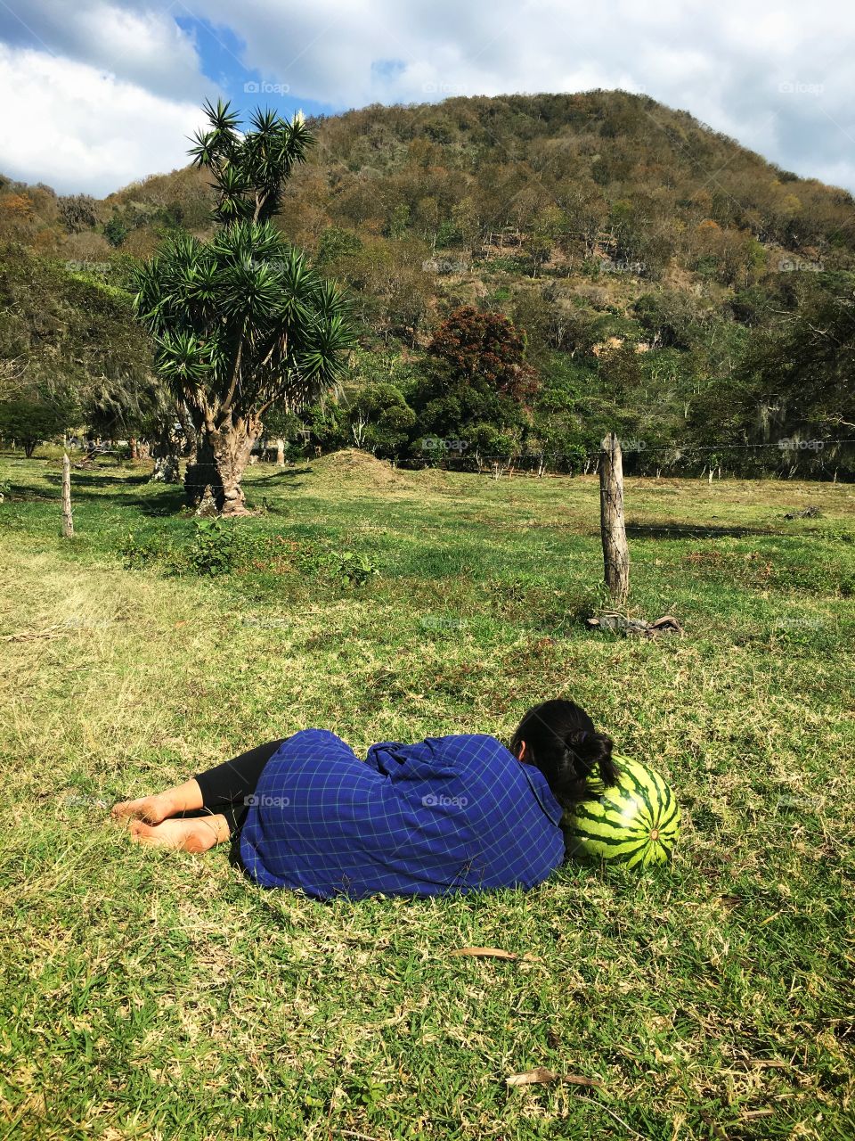 Napping on a watermelon.