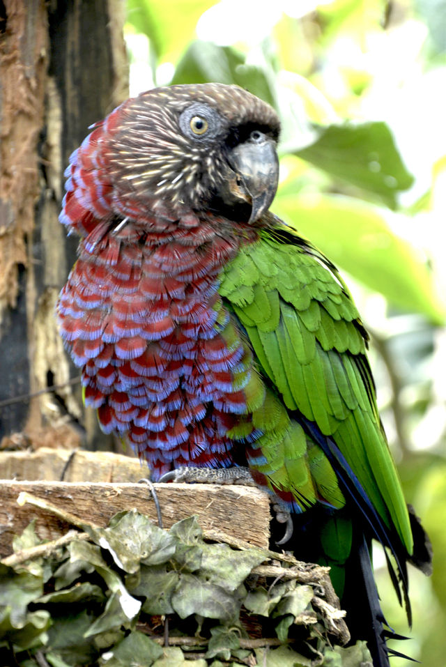 Parrot 