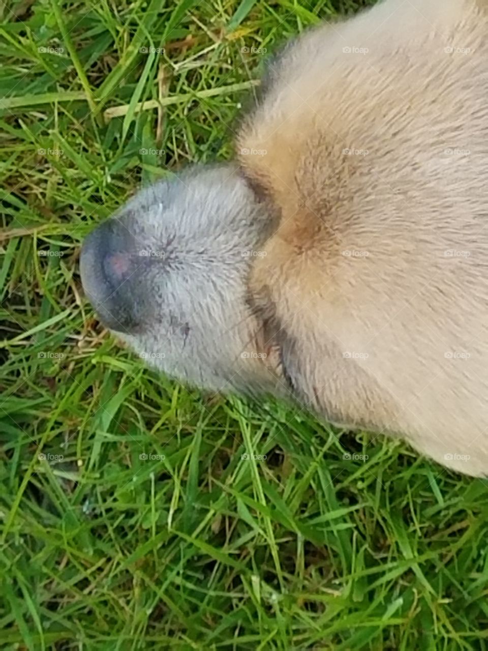 Dog nose outside