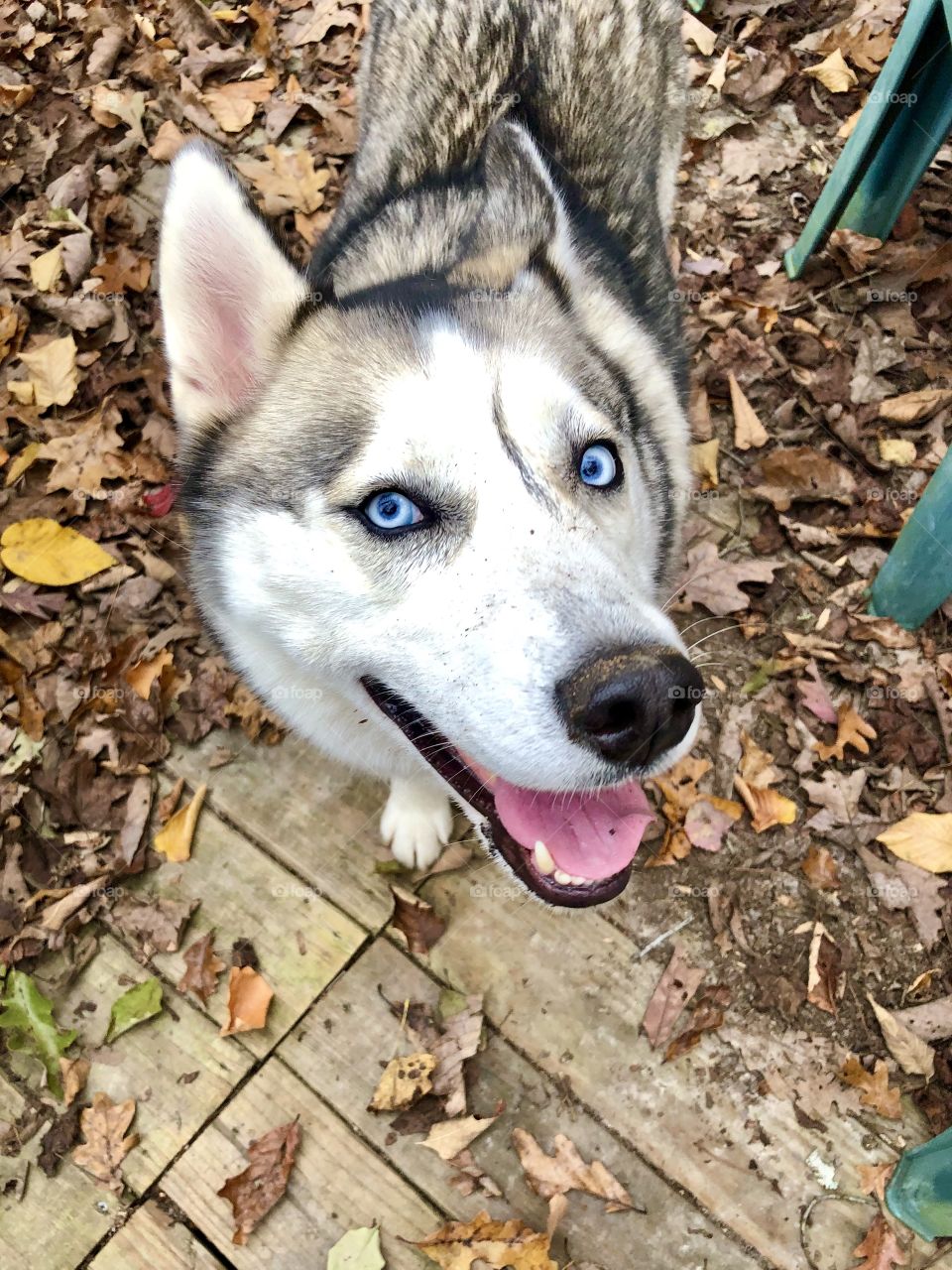 Dog making funny pose