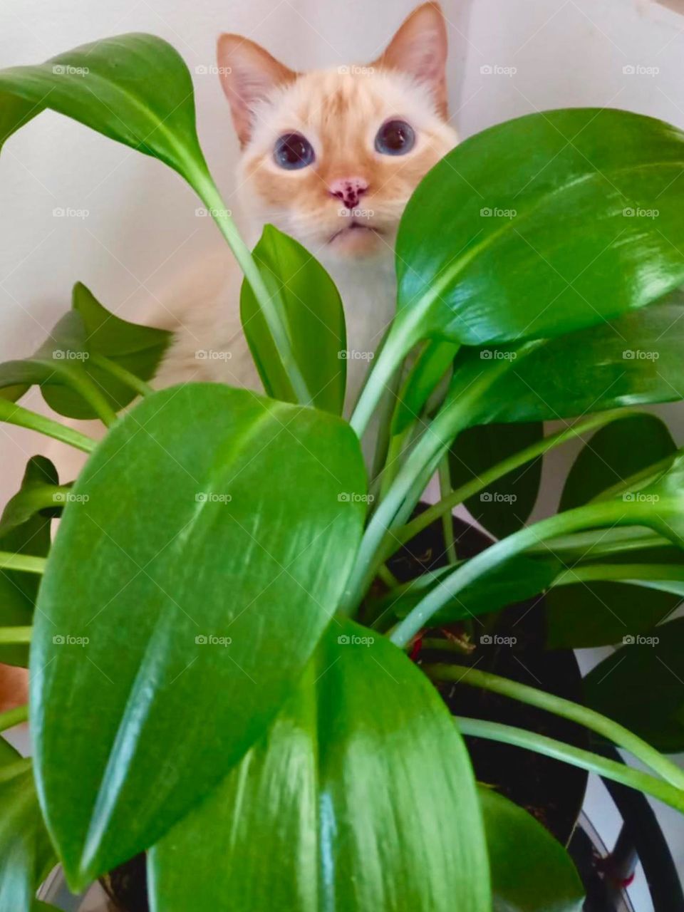 A cat checking its planta