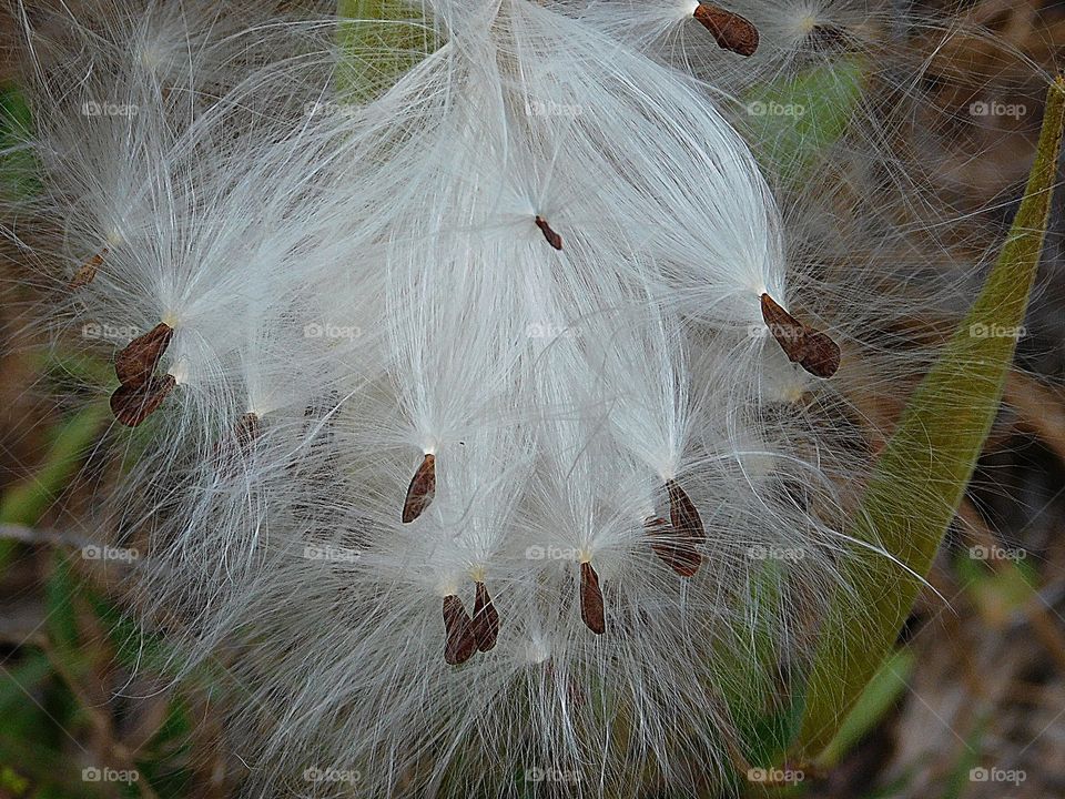 The glorious Mother Nature - Milkweed seeds and silk