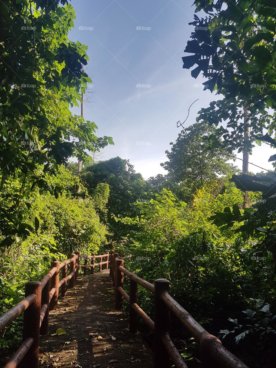 Take a walk and explore the forest