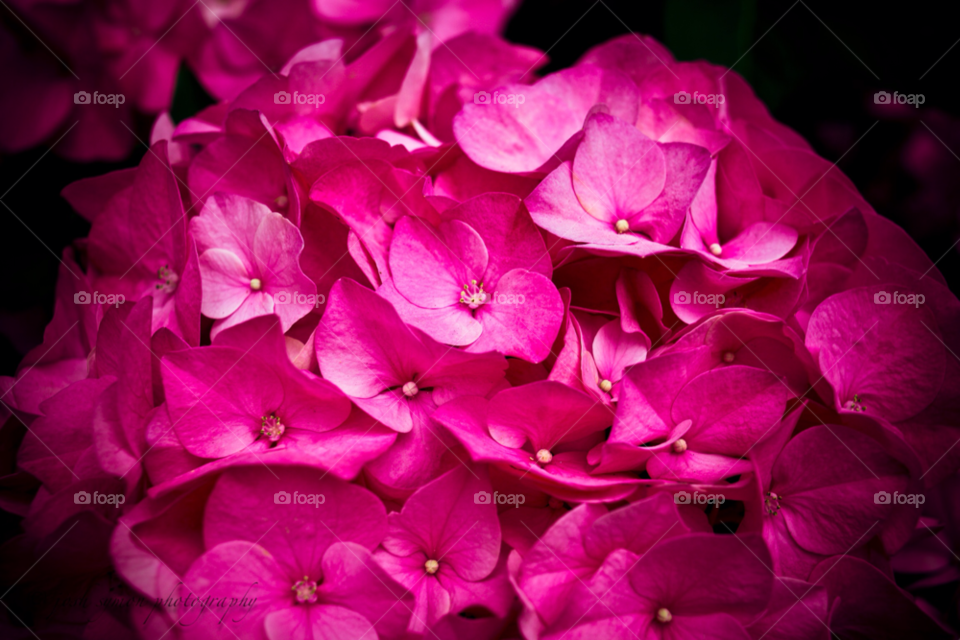 flowers pink colorful bright by liquideyes