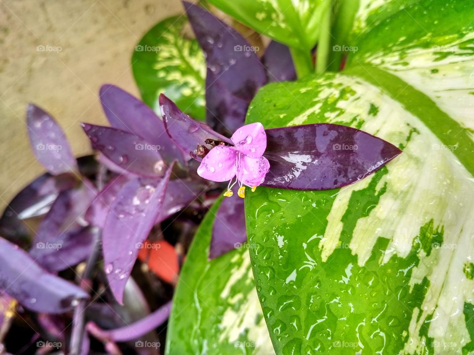 Little beauty after rain