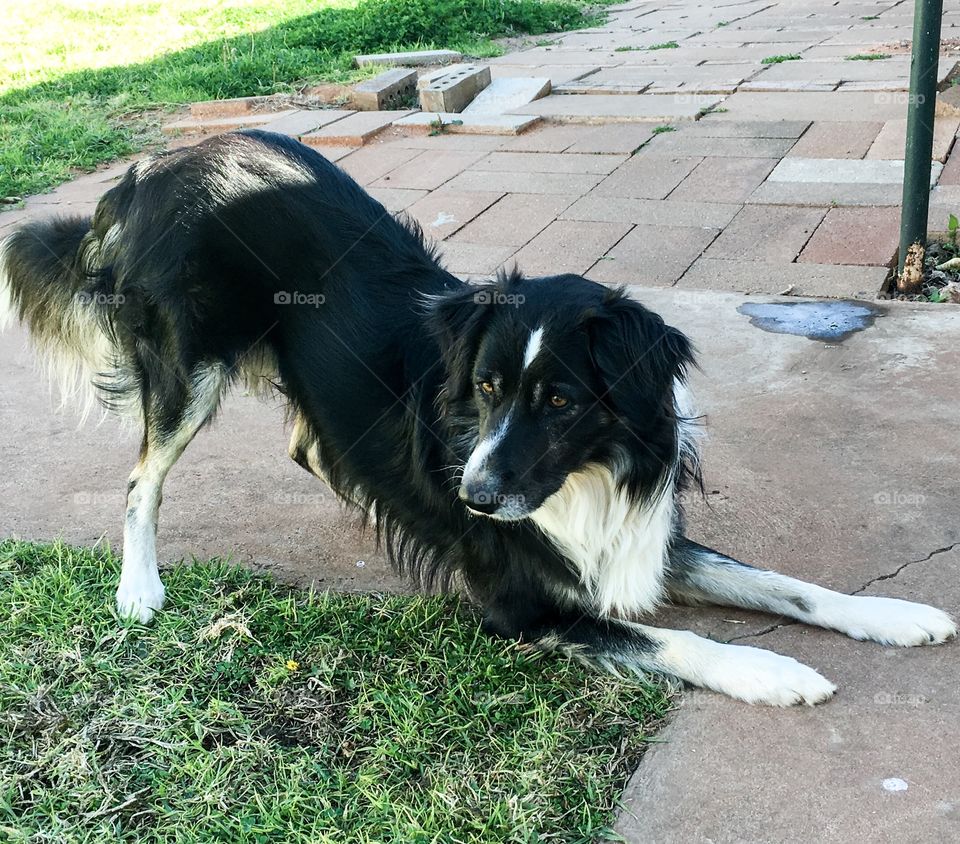 Border collie sheepdog, poised to pounce