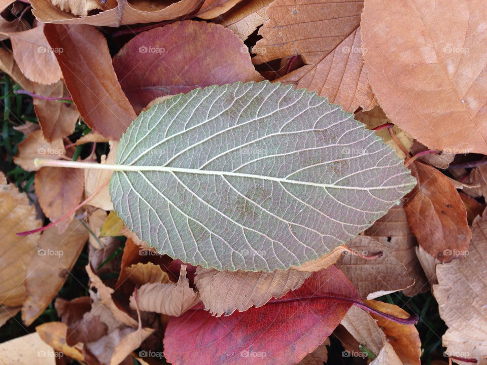 mission5 yalla leaves leaf by jsutta
