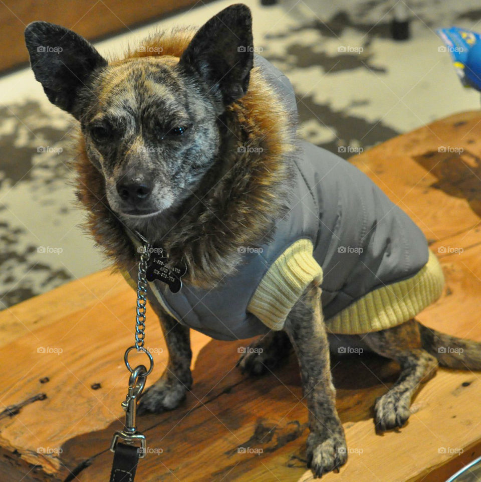 Brindle Chihuahua mix wearing a fur trimmed parka