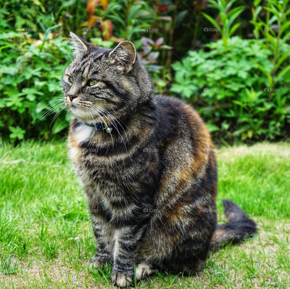 I can sit up smart and impersonate a china cat ornament if you like ?