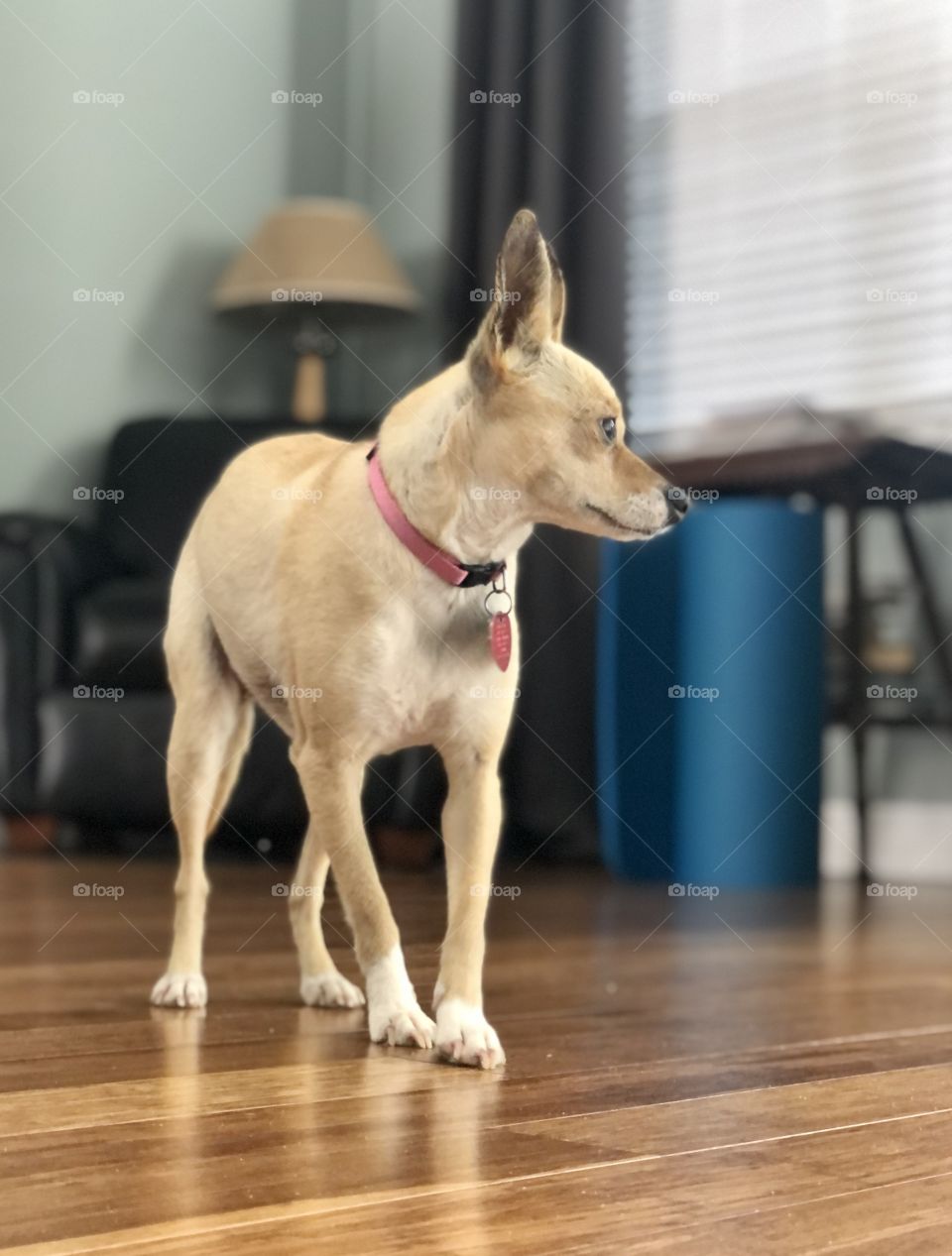 Chihuahua mix dog expressing indecision