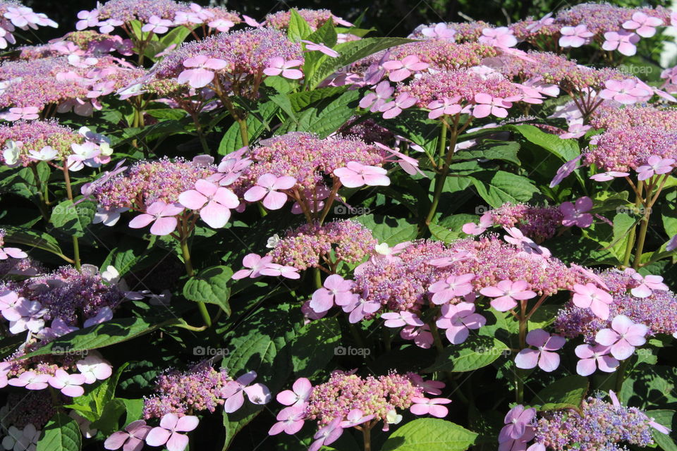 Pink hydrangea with leaves 